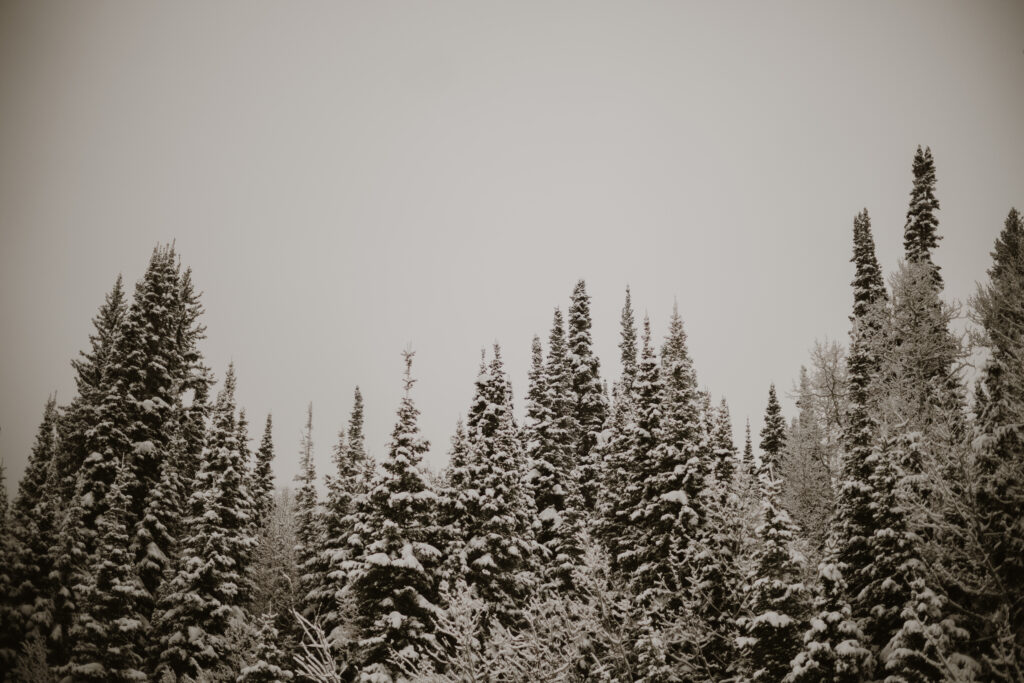 winter trees