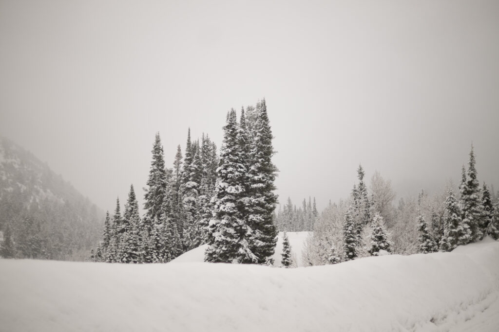 trees with snow