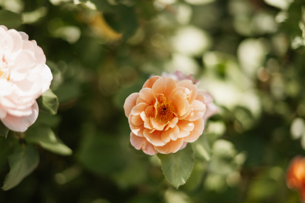 Flower photos in a garden