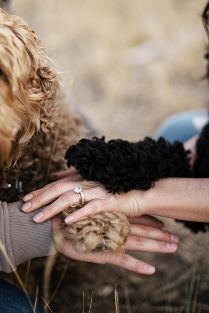Photos of hands with dog's paws