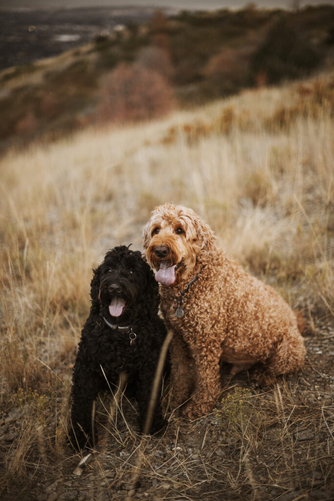 Pet photos of two dogs
