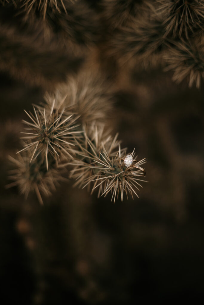 Best Places to Elope in Mesa Arizona with cactus and a view of the Superstition mountains.